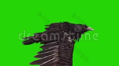 乌鸦苍蝇循环绿屏万圣节恐怖3D渲染动画